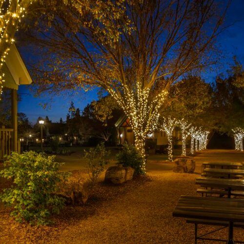 2 trees in commercial property decorated with beautiful lights